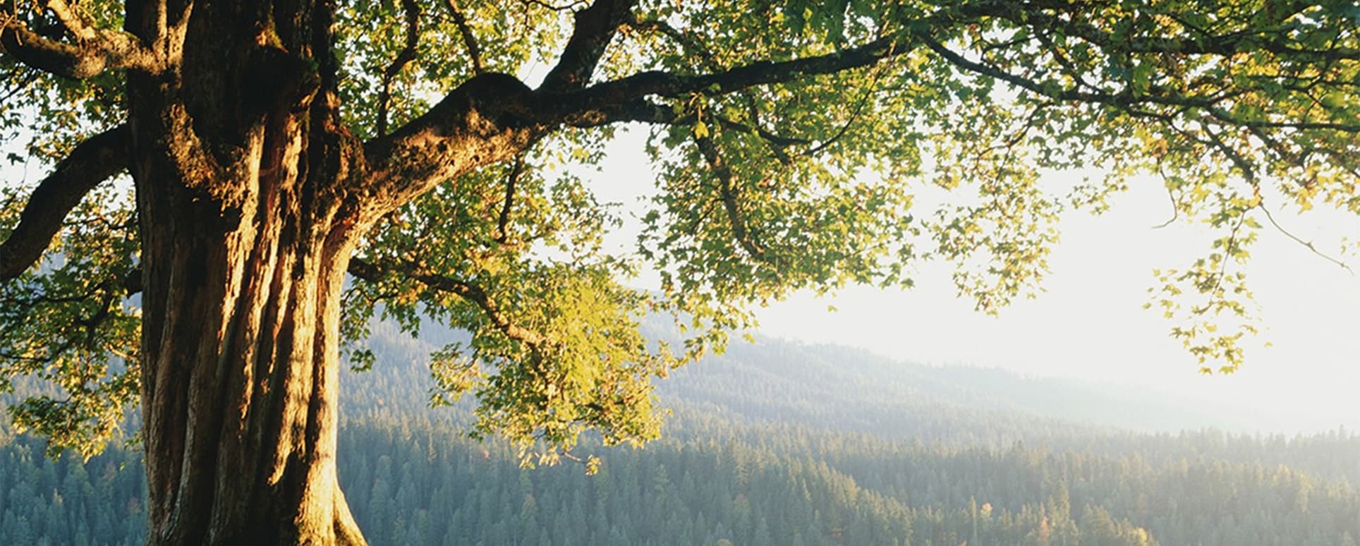 Nahaufnahme eines Baumes auf einem Berg